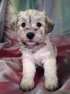 Male Schnoodle Puppy for sale #9 DOB 9-13-13|Schnoodles for sale can be flown into PA, RI, NJ, MA, MD, DC, and many other large airports for only $150